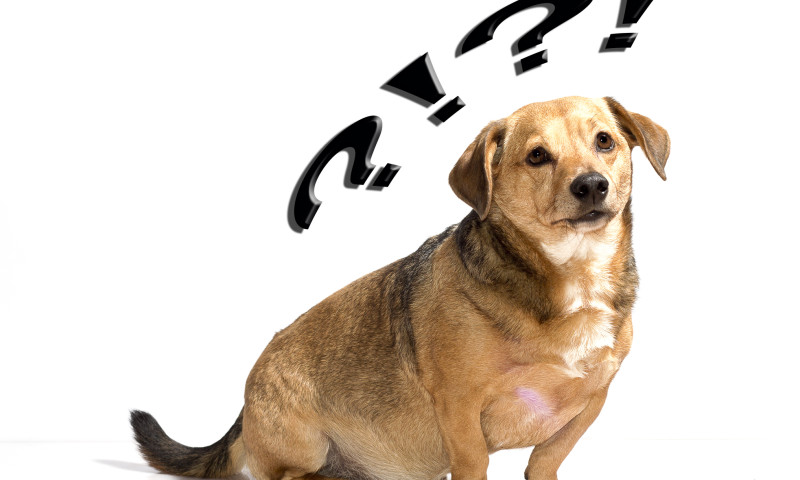 artikel-5-twijfelende-hond-800x480